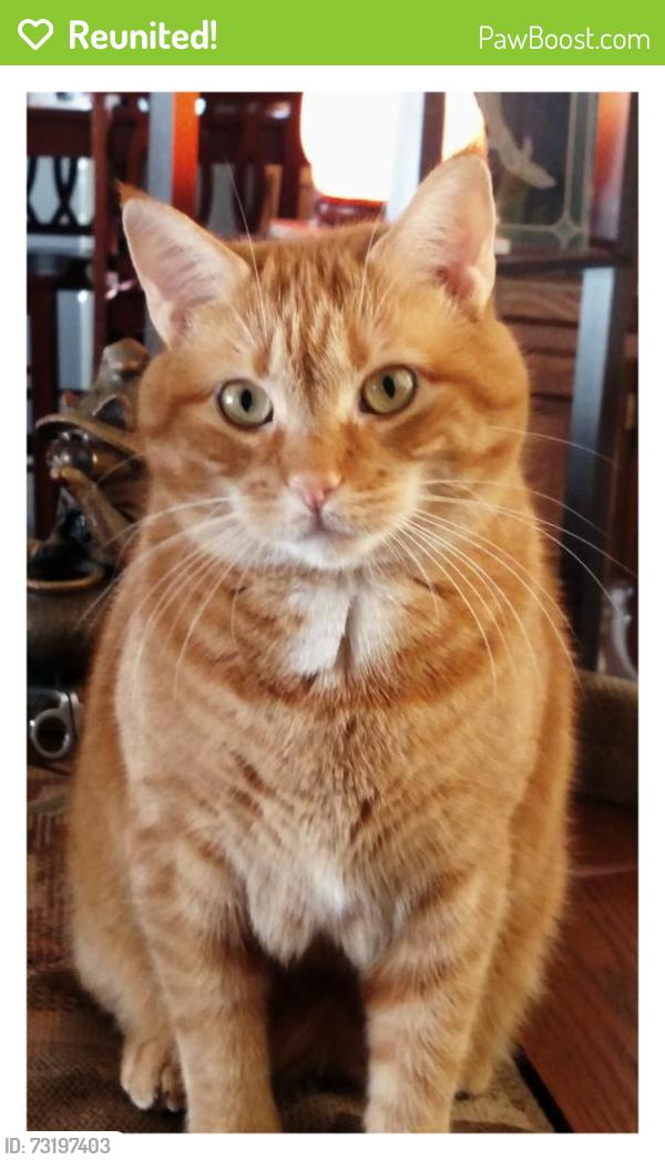 Reunited Female Cat last seen Hickory Ridge Restaurant, Chambersburg, PA 17201
