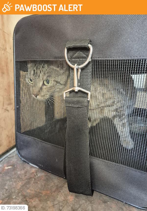 Found/Stray Female Cat last seen Peckham library, Greater London, England SE15 5UF