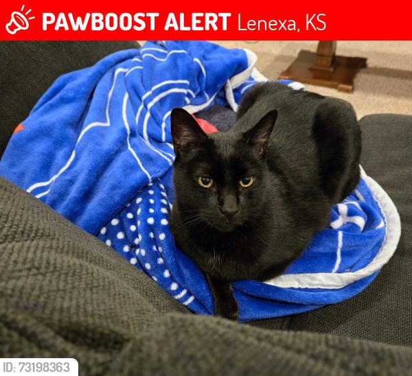Lost Male Cat last seen West 83rd Street and Deer Run, Lenexa, KS 66220
