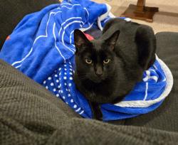 Lost Male Cat last seen West 83rd Street and Deer Run, Lenexa, KS 66220