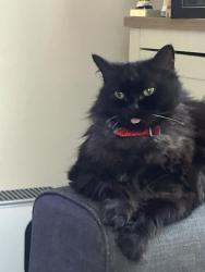 Lost Female Cat last seen Speckled Wood Hastings, East Sussex, England TN35 5AH