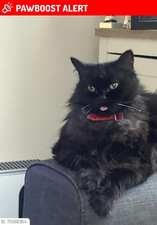 Lost Female Cat last seen Speckled Wood Hastings, East Sussex, England TN35 5AH