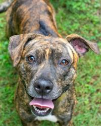 Shelter Stray Female Dog last seen Near stonegate point, 30083, GA, 3280 Chamblee Dunwoody Rd, Chamblee, GA 30341, USA