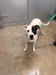 Shelter Stray Male Dog last seen w 44 & denison, 2nd District, OH, 9203 Detroit Ave, Cleveland, OH 44102, USA
