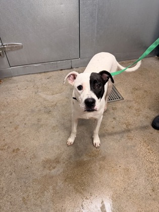 Shelter Stray Male Dog last seen w 44 & denison, 2nd District, OH, 9203 Detroit Ave, Cleveland, OH 44102, USA