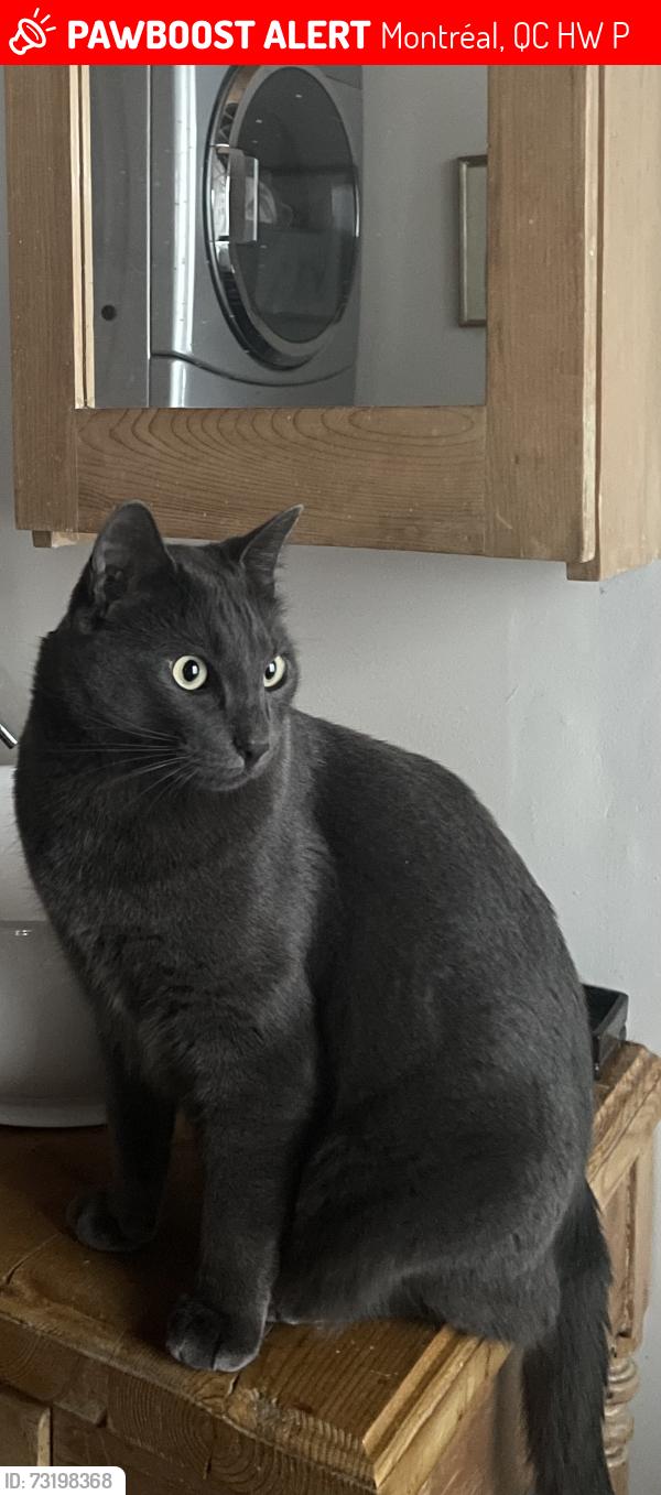 Lost Male Cat last seen Ontario/Préfontaine, Montréal, QC H1W 2P3