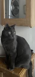 Lost Male Cat last seen Ontario/Préfontaine, Montréal, QC H1W 2P3