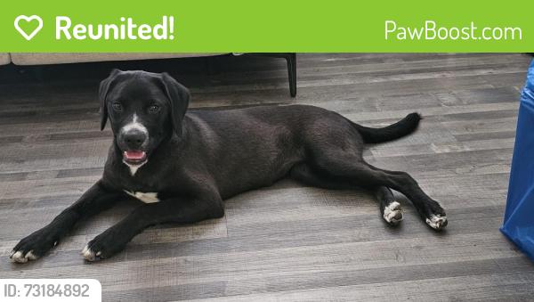 Reunited Female Dog last seen Valley cove court, Raleigh, NC 27616