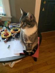 Reunited Female Cat last seen S. Judkins Street and MLK, Seattle, WA 98144