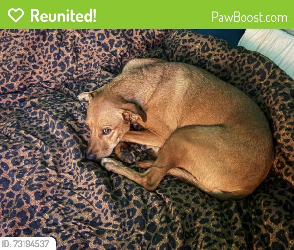 Reunited Male Dog last seen Energy Ave and Loudon that ends on Town Vu Rd, Bentonville, AR 72712