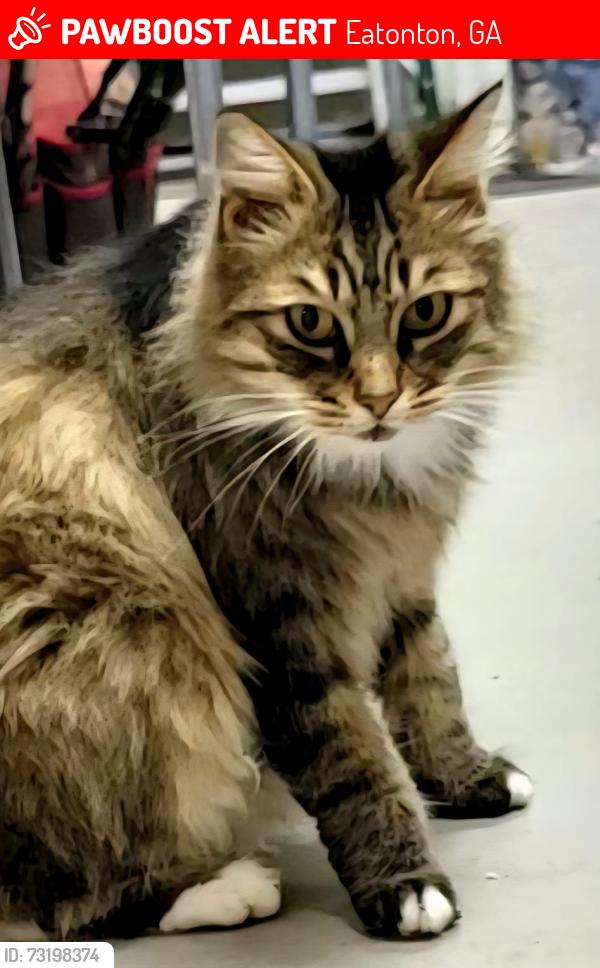 Lost Female Cat last seen Beaver Road and Hoot Owl Lane, Eatonton, GA 31024