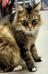 Lost Female Cat last seen Beaver Road and Hoot Owl Lane, Eatonton, GA 31024