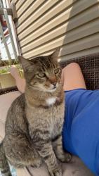 Lost Male Cat last seen Park and Jewett, Avondale, MO 64117