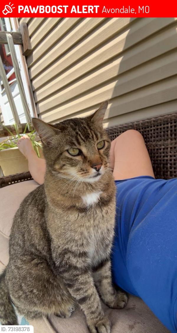 Lost Male Cat last seen Park and Jewett, Avondale, MO 64117