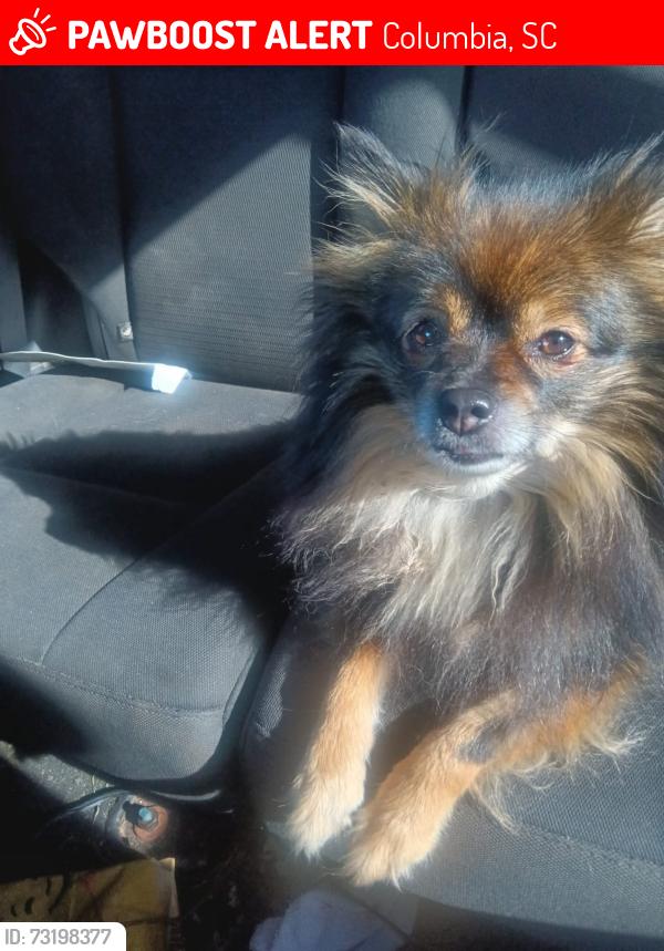 Lost Female Dog last seen Camino and crestlight, Columbia, SC 29210