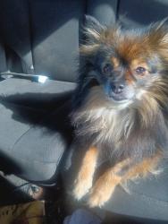 Lost Female Dog last seen Camino and crestlight, Columbia, SC 29210