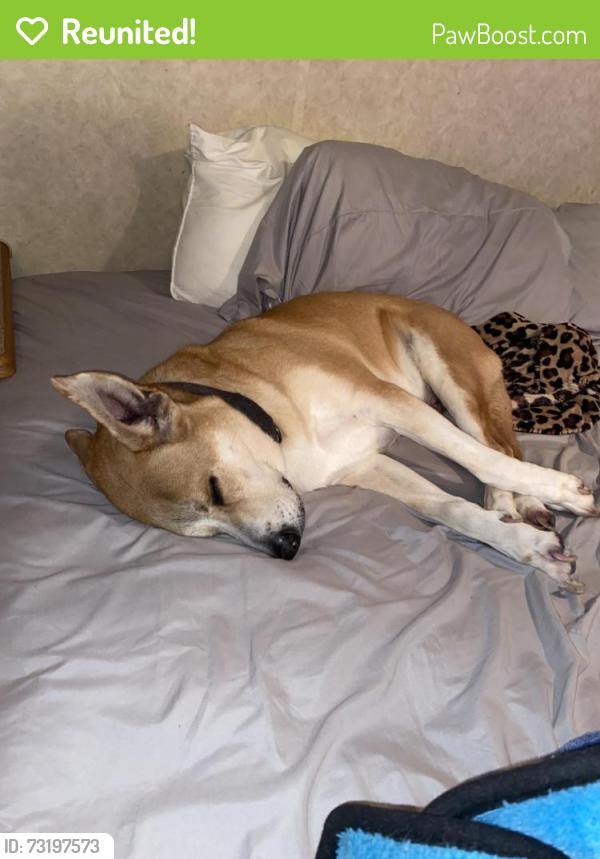 Reunited Male Dog last seen Highway 110 North Tyler, Tyler, TX 75702
