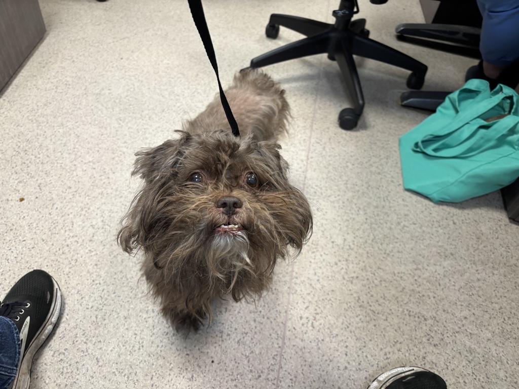 Shelter Stray Male Dog last seen Soundview Park, BRONX, NY, 10473, 326 E 110th St, New York, NY 10029, USA