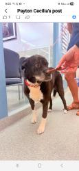 Reunited Female Dog last seen Bridgewater road, Bensalem, PA 19020