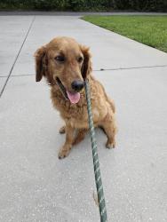 Found/Stray Female Dog last seen Jerry Smith and April Lane, Hillsborough County, FL 33527