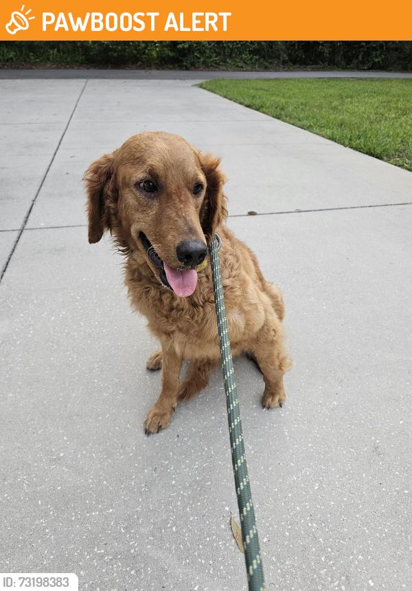 Found/Stray Female Dog last seen Jerry Smith and April Lane, Hillsborough County, FL 33527