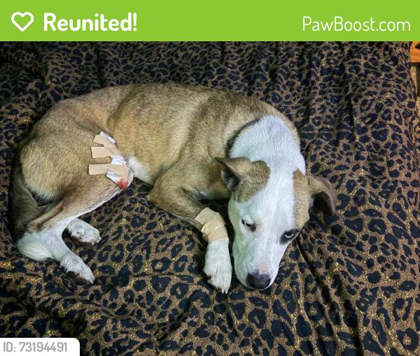 Reunited Female Dog last seen Energy Ave and Loudon, Bentonville, AR 72712