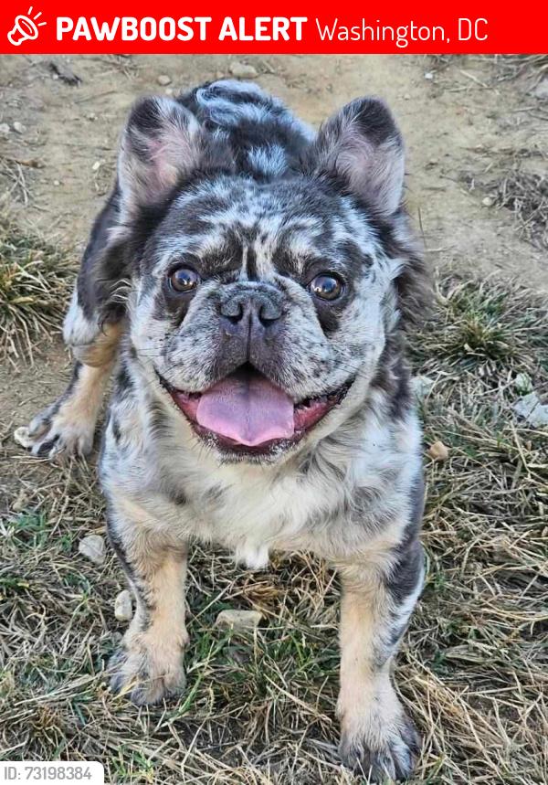 Lost Male Dog last seen Mississippi St SE and 6th St SE dc , Hart middle school, Washington, DC 20019