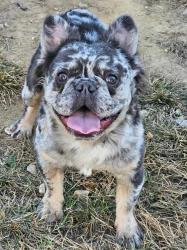 Lost Male Dog last seen Mississippi St SE and 6th St SE dc , Hart middle school, Washington, DC 20019