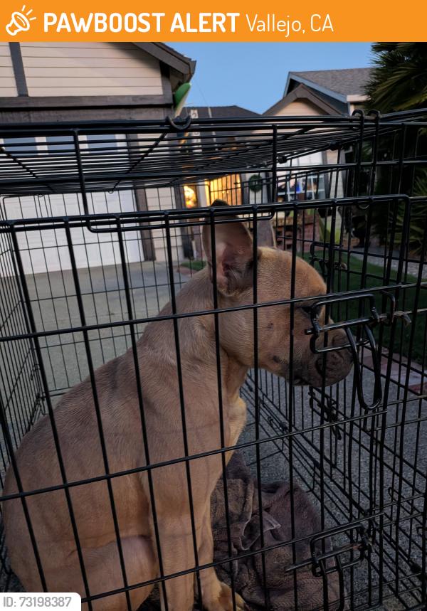 Found/Stray Female Dog last seen Moonraker Drive, Vallejo, CA 94590