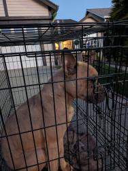 Found/Stray Female Dog last seen Moonraker Drive, Vallejo, CA 94590