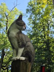 Reunited Male Cat last seen Hickory Ridge/General Motors, Milford Township, MI 48380