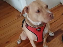 Lost Male Dog last seen Arctic street, Bridgeport, CT 06604