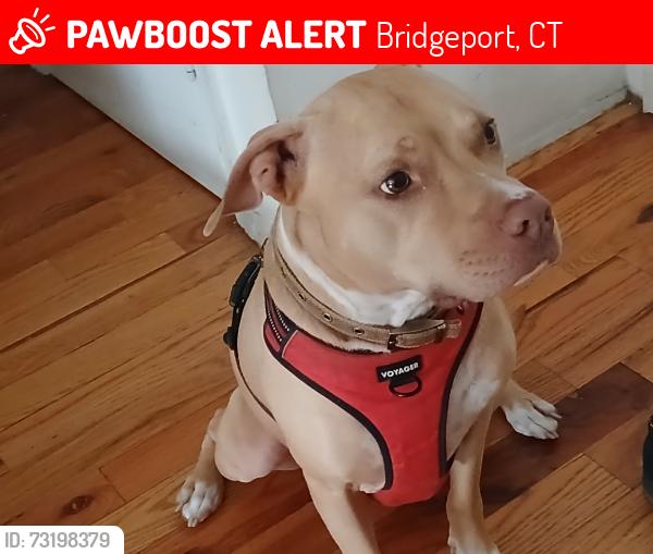 Lost Male Dog last seen Arctic street, Bridgeport, CT 06604