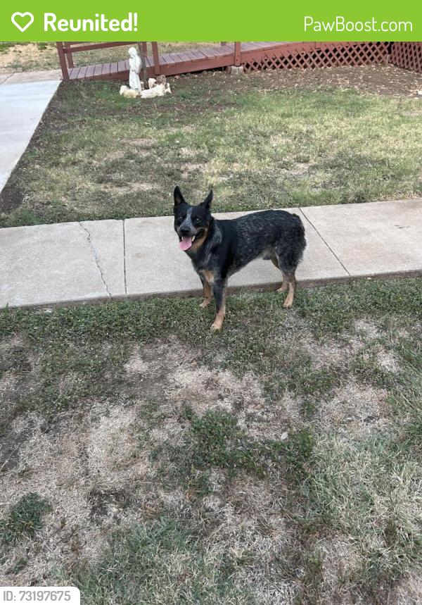 Reunited Male Dog last seen Winthrop/Locke, Fort Worth, TX 76116