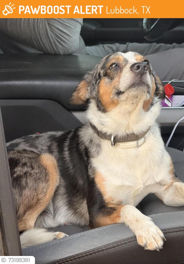 Found/Stray Male Dog last seen Near Nashville Ave, Melonie Park, Lubbock, TX 79413