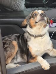 Found/Stray Male Dog last seen Near Nashville Ave, Melonie Park, Lubbock, TX 79413