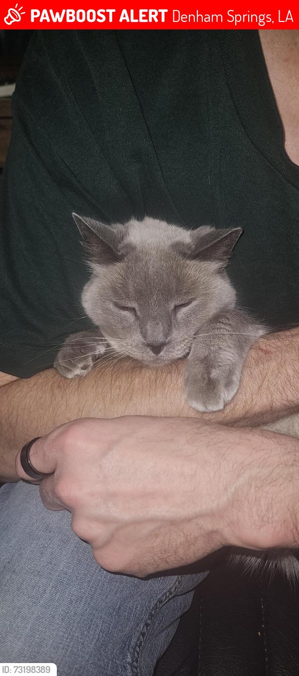 Lost Male Cat last seen Willowwood, Denham Springs, LA 70726
