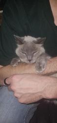Lost Male Cat last seen Willowwood, Denham Springs, LA 70726