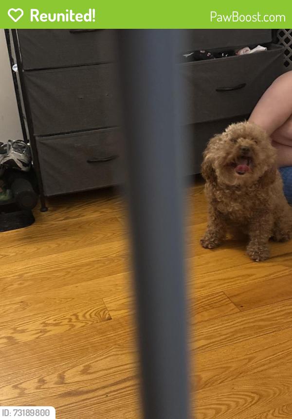 Reunited Female Dog last seen Evergreen and Myrtle, Brooklyn, NY 11206