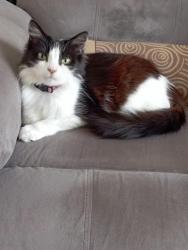 Lost Female Cat last seen Rischale Way, West Midlands, England WS4 1EZ