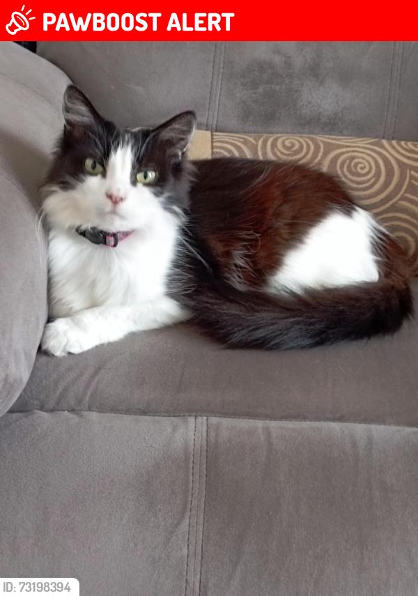 Lost Female Cat last seen Rischale Way, West Midlands, England WS4 1EZ