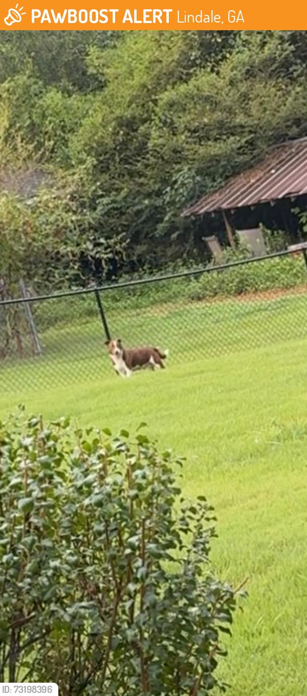 Found/Stray Male Dog last seen Maple Rd, Lindale, GA 30147