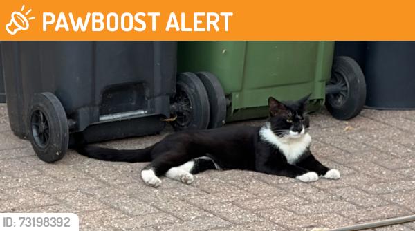 Found/Stray Unknown Cat last seen Timberlog Lane and Gordon Road, Essex, England SS14 1PS