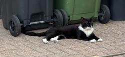 Found/Stray Unknown Cat last seen Timberlog Lane and Gordon Road, Essex, England SS14 1PS