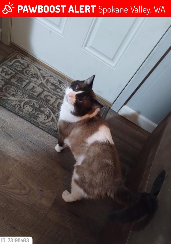 Lost Male Cat last seen Scraps, Spokane Valley, WA 99212