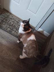 Lost Male Cat last seen Scraps, Spokane Valley, WA 99212