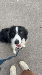 Reunited Male Dog last seen Dollar General on Blackhawk Rd, Black Hawk, SD 57718