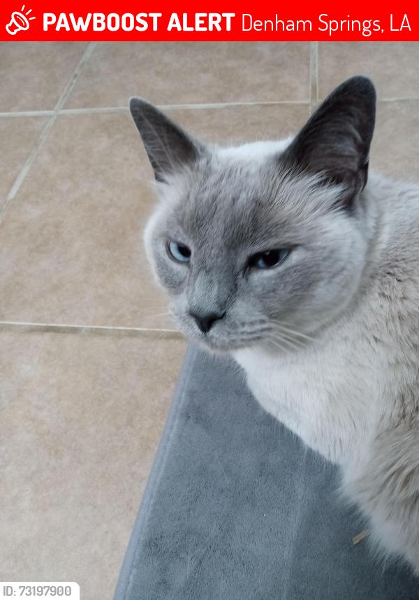Lost Male Cat last seen Willowwood Drive, Denham Springs, LA 70726