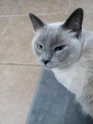 Lost Male Cat last seen Willowwood Drive, Denham Springs, LA 70726
