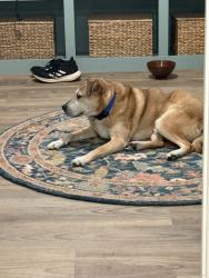 Reunited Male Dog last seen Woodruff Rd and Bella Grove Dr, Greenville, SC 29607